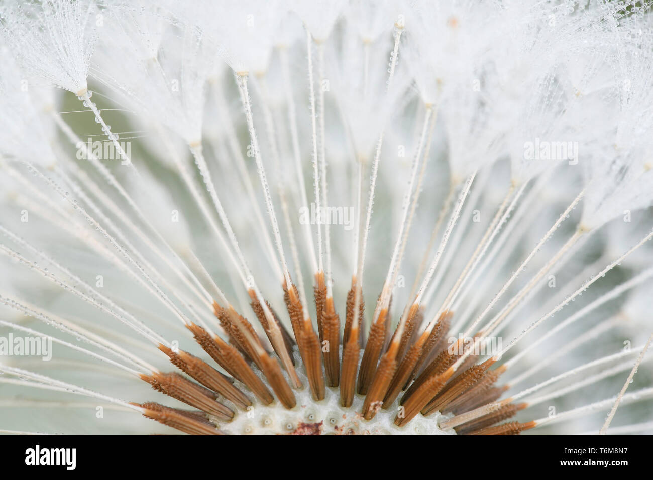 Blowball or clock of common dandelion, Taraxacum officinale Stock Photo