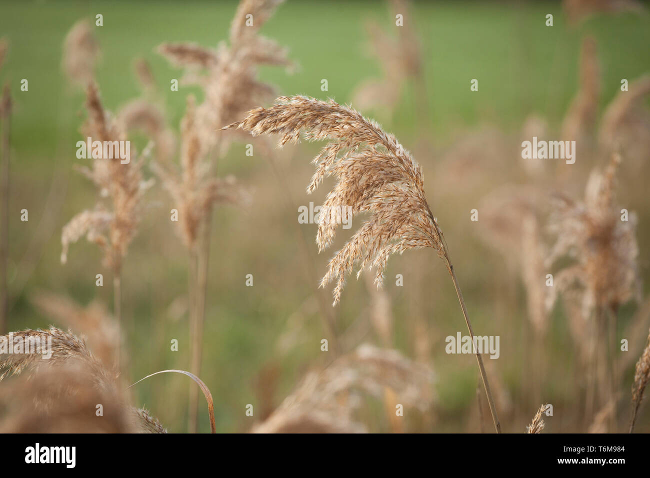 The seed head of the Common or Tall Reed  (Phragmites australis). Stock Photo