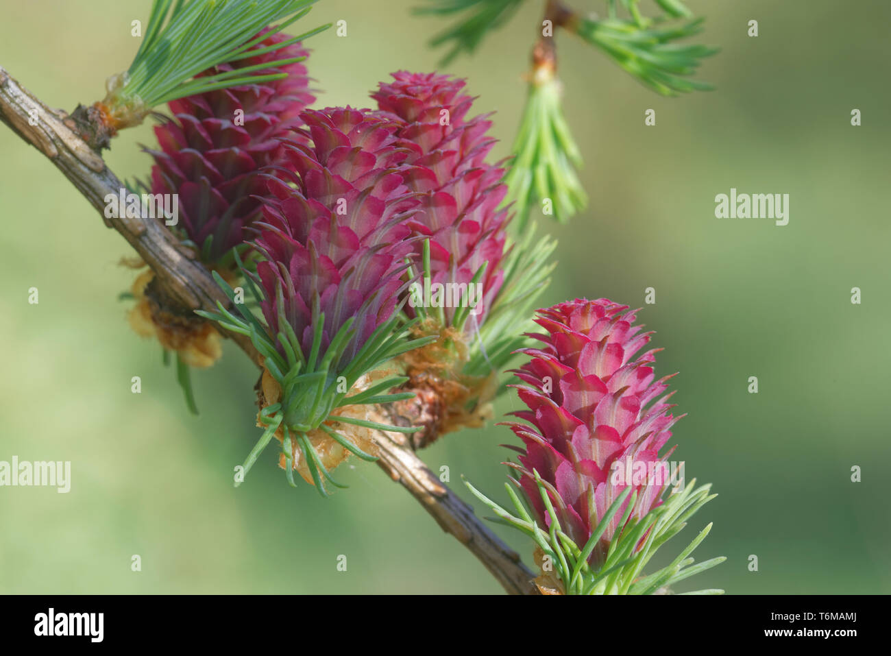 Ovulate cones of larch tree in spring, beginning of May. Stock Photo