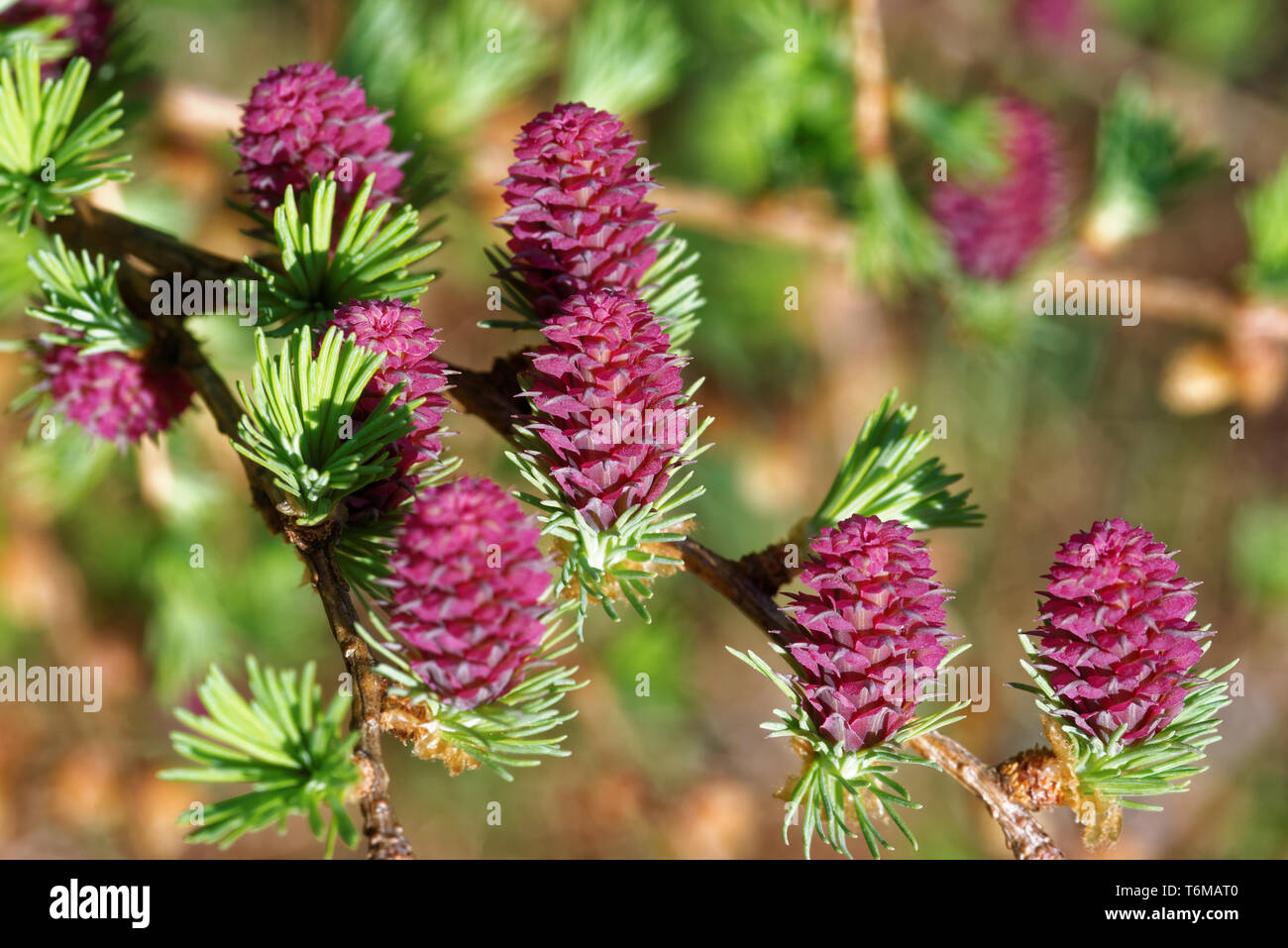 Ovulate cones of larch tree in spring, beginning of May. Stock Photo