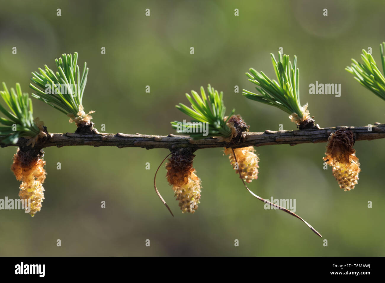 Pollen cones of larch tree in spring, beginning of May. Stock Photo