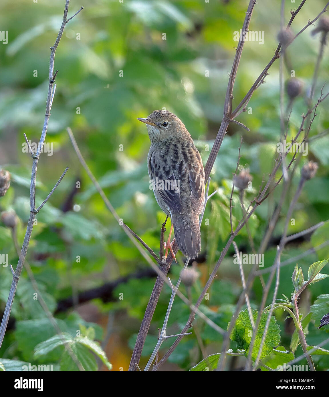 Grasshopper Warbler (Locustella naevia) Stock Photo