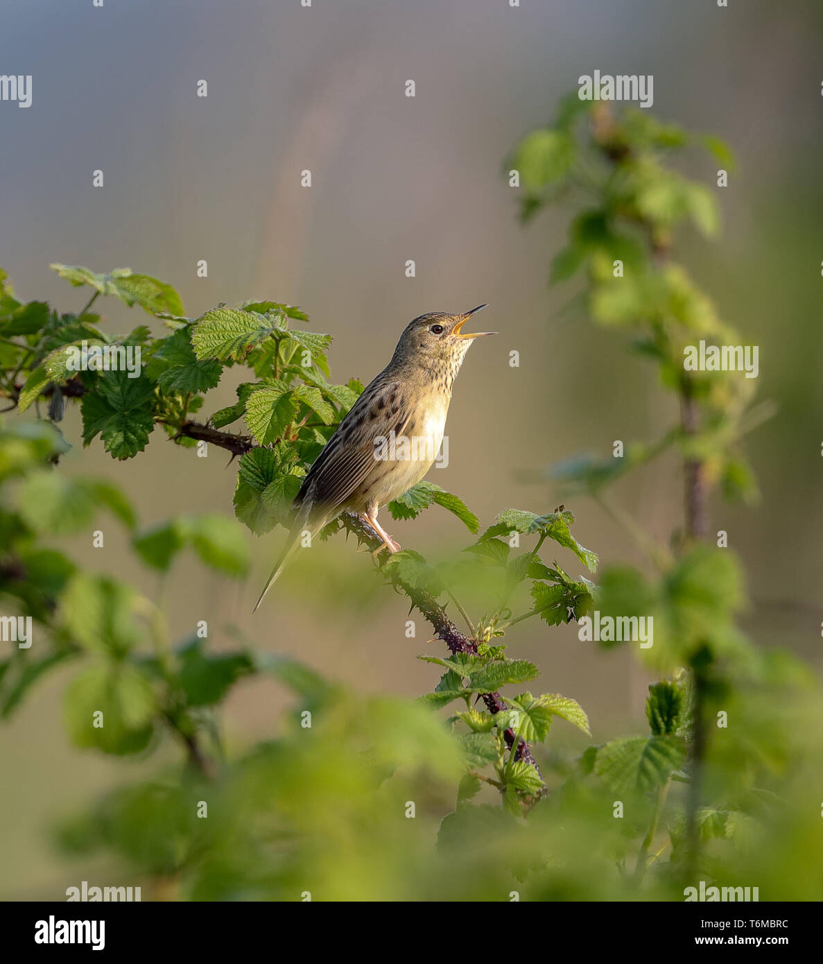 Grasshopper Warbler (Locustella naevia) Stock Photo