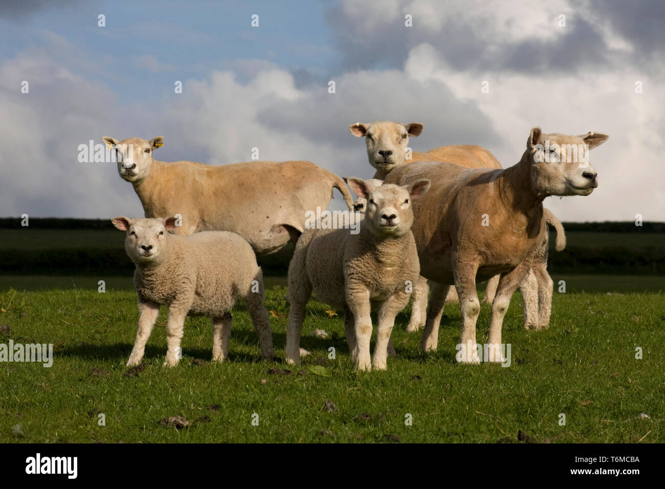 Beltex sheep hi-res stock photography and images - Alamy