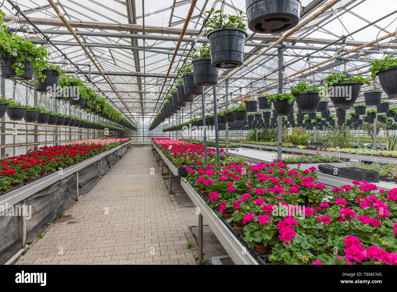 Garden center selling plants in a greenhouse Stock Photo Alamy