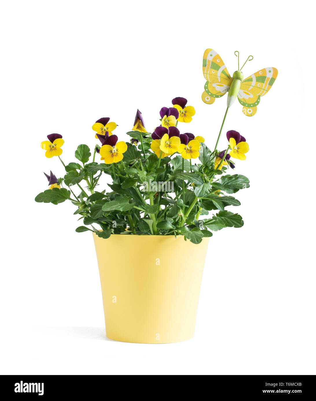 Heartsease flower in yellow vase with butterfly isolated on white background Stock Photo