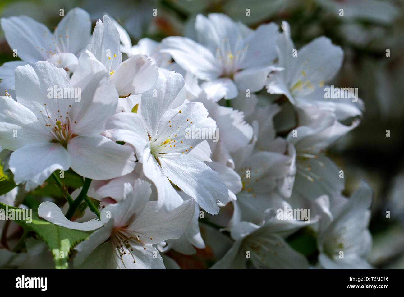 Close up of white flowers of Prunus x yedoensis Moerheimii (Flowering cherry tree) Stock Photo