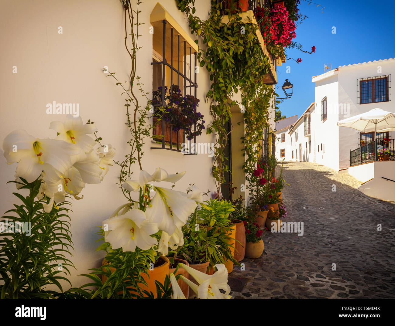 Arum lilies and a vertical garden in Macharaviaya, mountain village and home to international artists, Province of Málaga, Andalusia, Spain Stock Photo