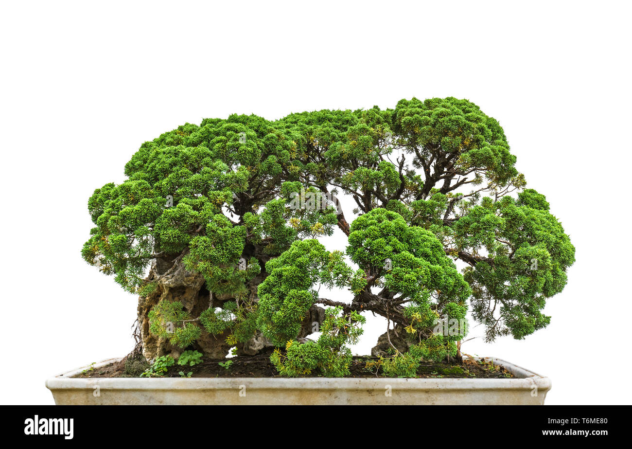 Bonsai tree on white background Stock Photo - Alamy