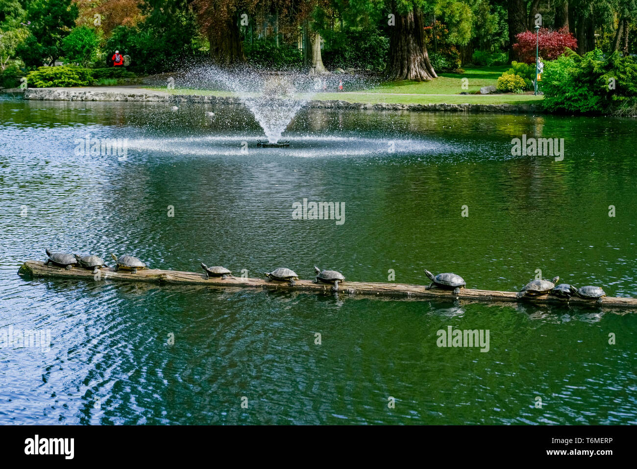 Turtles on log, Goodacre Lake, Beacon Hill Park, Victoria, British ...