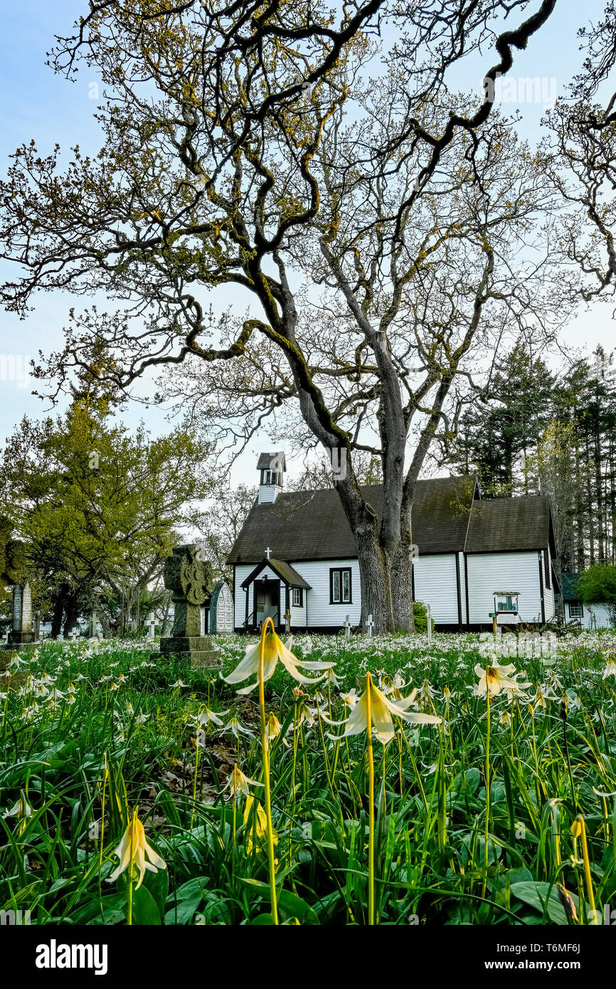 White fawn lily, wildflowers, blooming,in Spring, Saint Mary the Virgin Anglican Church, Metchosin, British Columbia, Canada Stock Photo