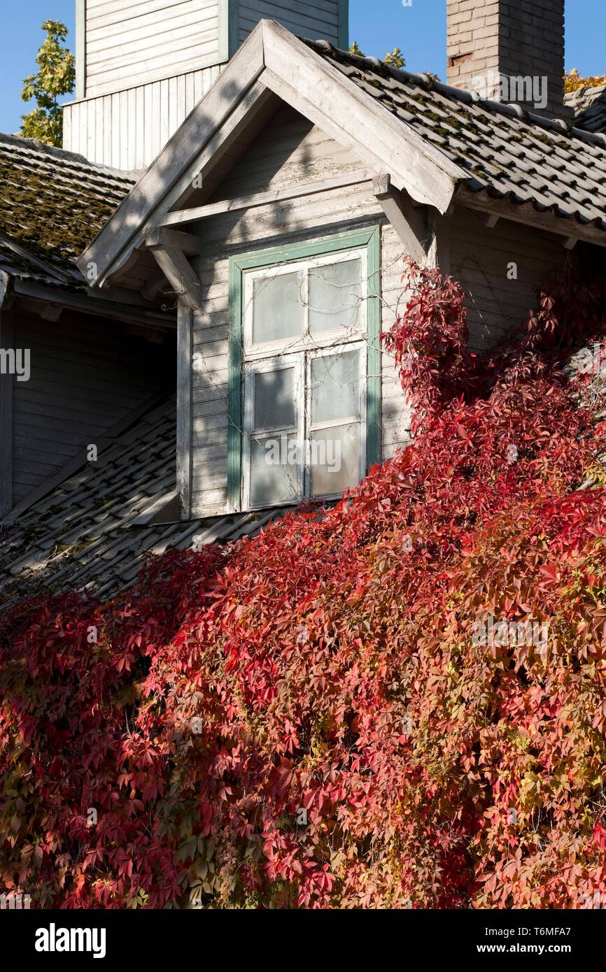 Creeper window hi-res stock photography and images - Alamy