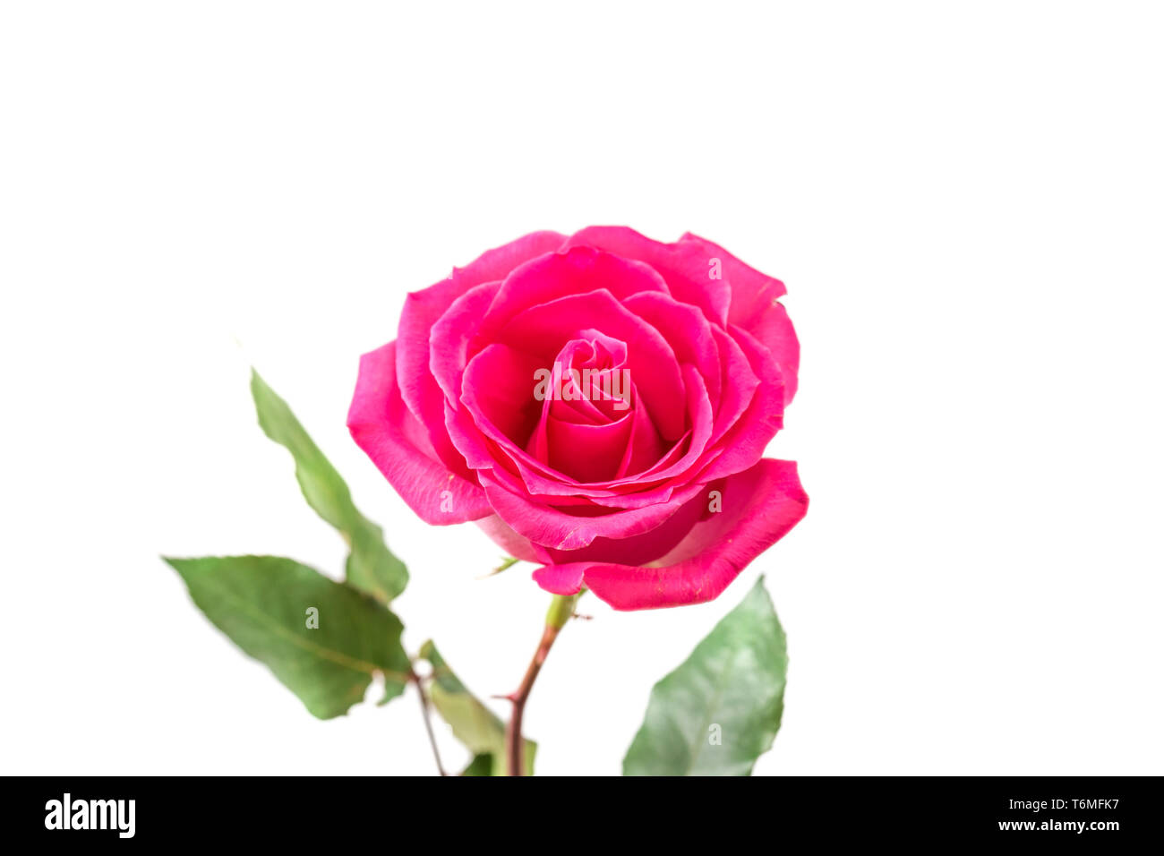 Pink Rose isolated Stock Photo - Alamy