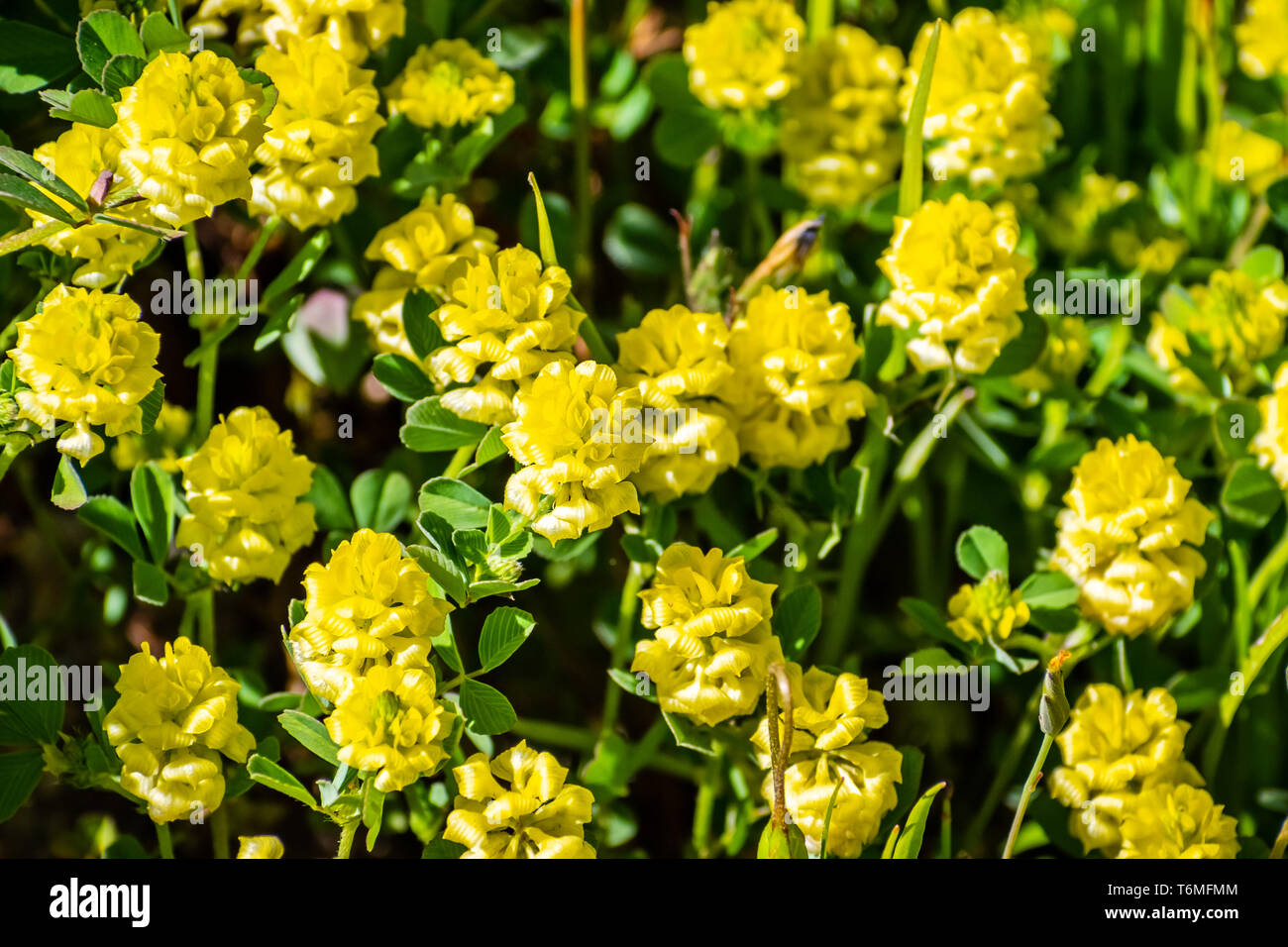 Trifolium campestre, commonly known as hop trefoil, field clover and low hop clover, is a species of clover native to Europe and western Asia; invasiv Stock Photo