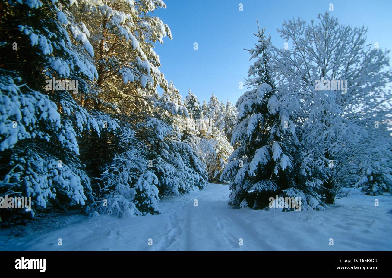 A Path Through a Forest in Winter Stock Photo