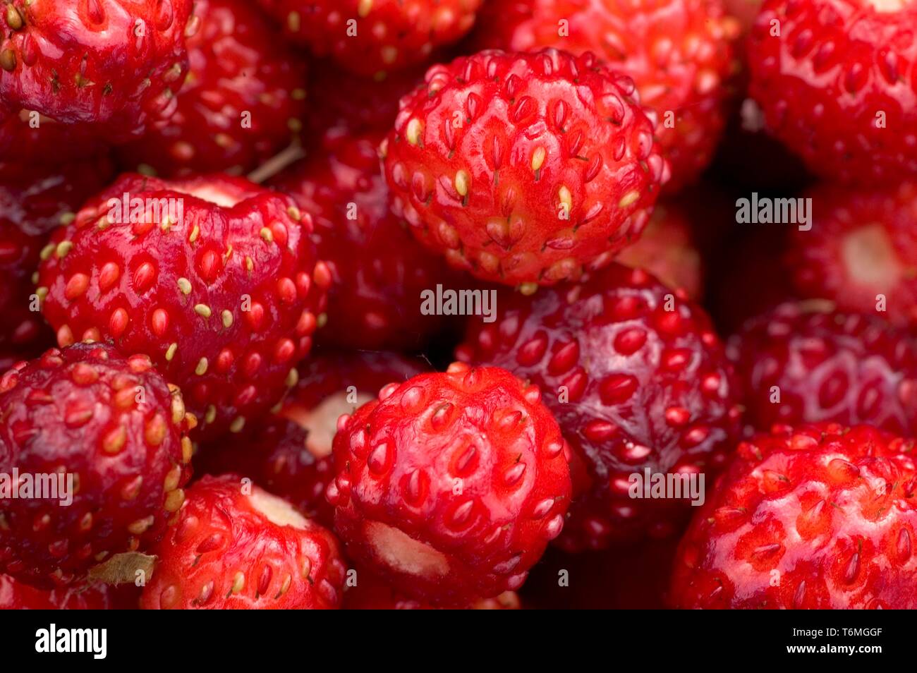 Close ups strawberries hi-res stock photography and images - Alamy