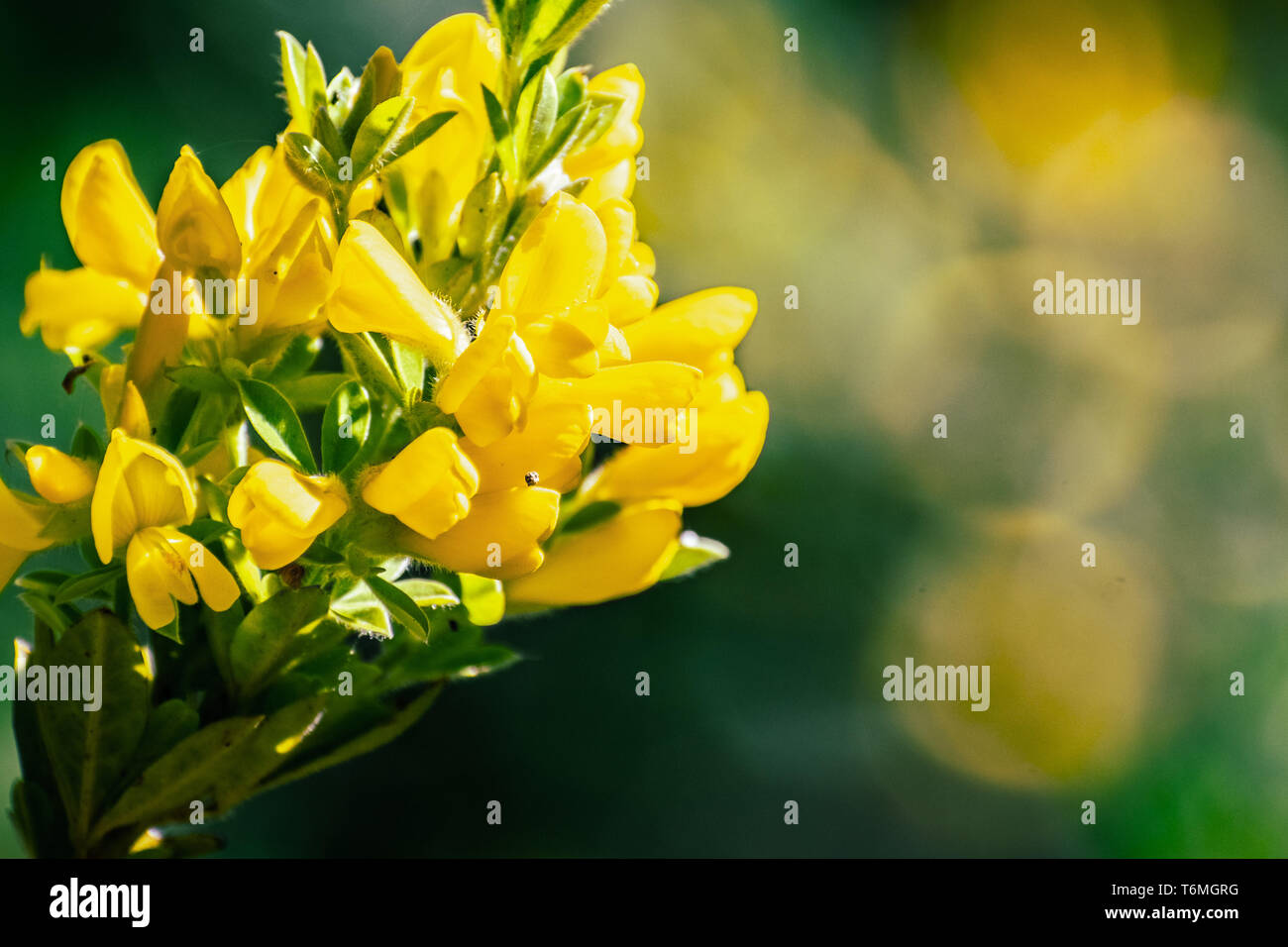 Scotch Broom; English Broom; Common Broom (Cytisus scoparius, Sarothamnus scoparius) in bloom, California Stock Photo