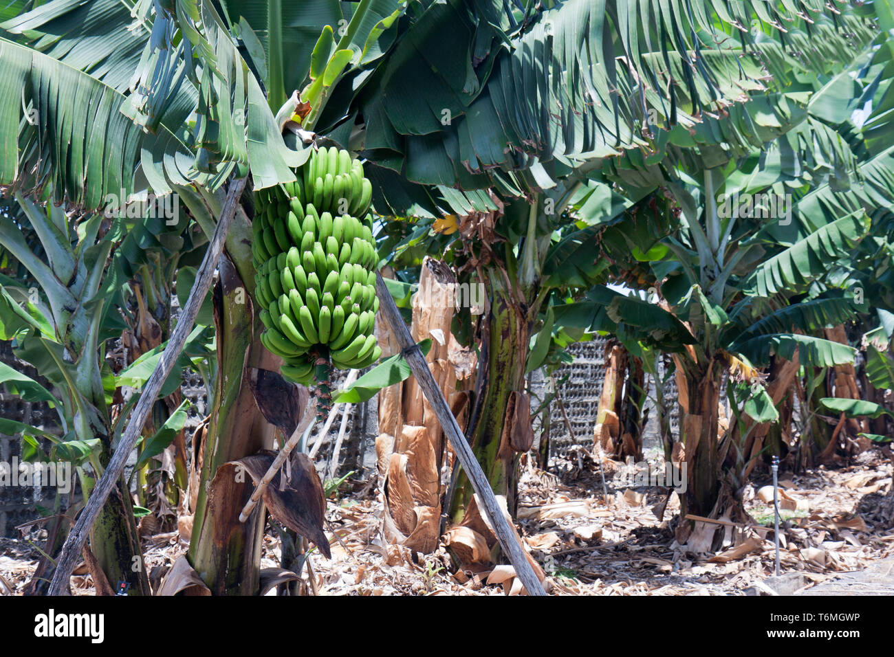 Banana plantation at La Palma, Canary Islands of Spain Stock Photo Alamy