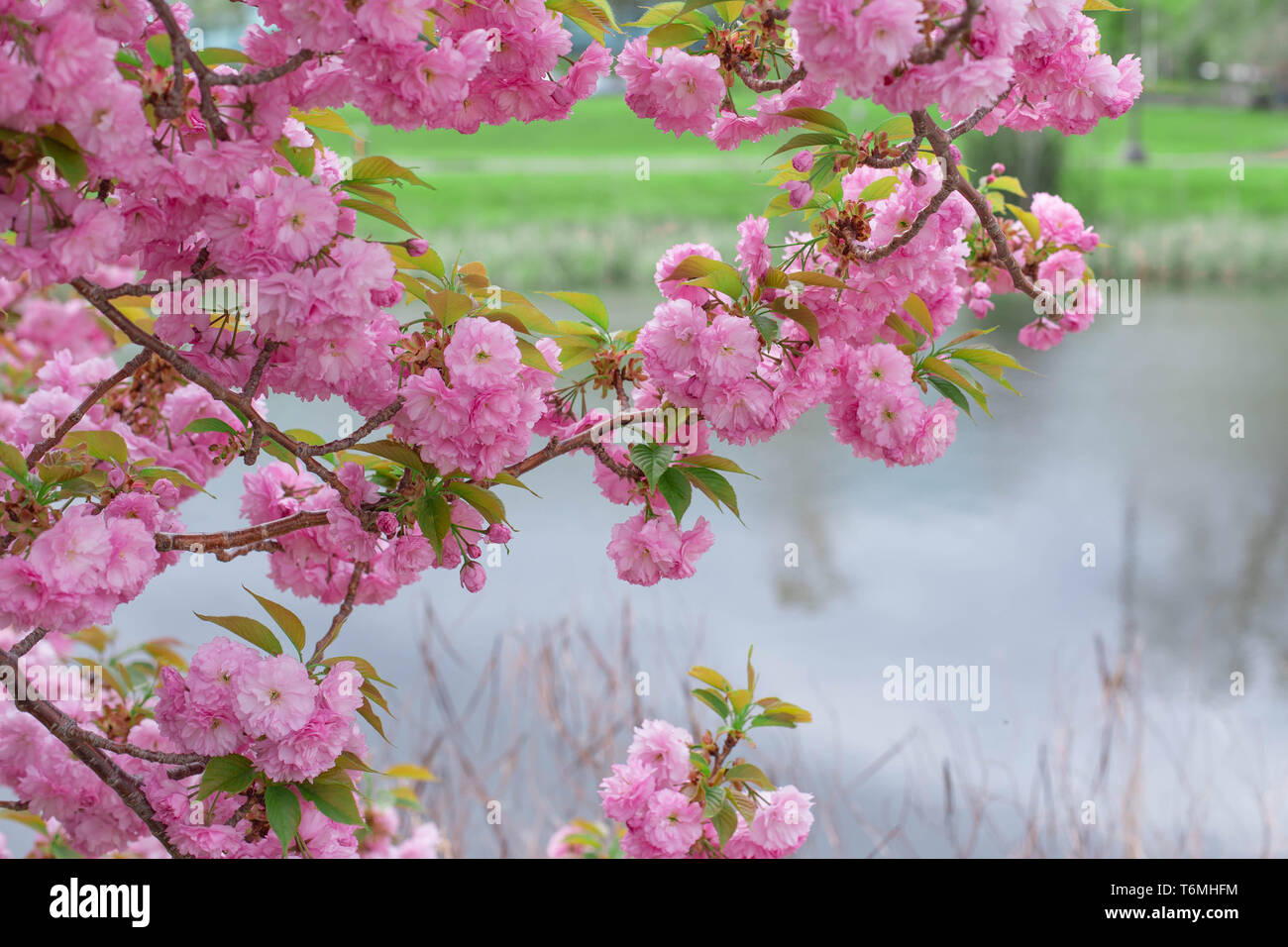 Pink sakura flowers blossom Japanese Cherry tree close up spring bloom background natural light day photography Stock Photo