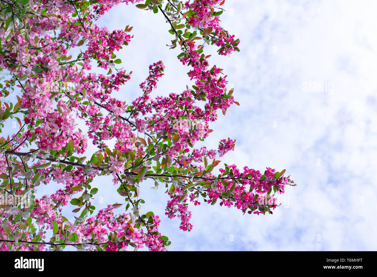 Pink sakura tree flowers blossom Japanese Cherry tree spring day bloom ...