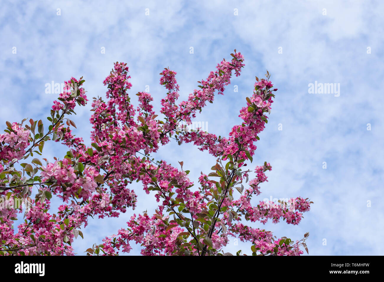 Pink sakura tree flowers blossom Japanese Cherry tree spring day bloom ...