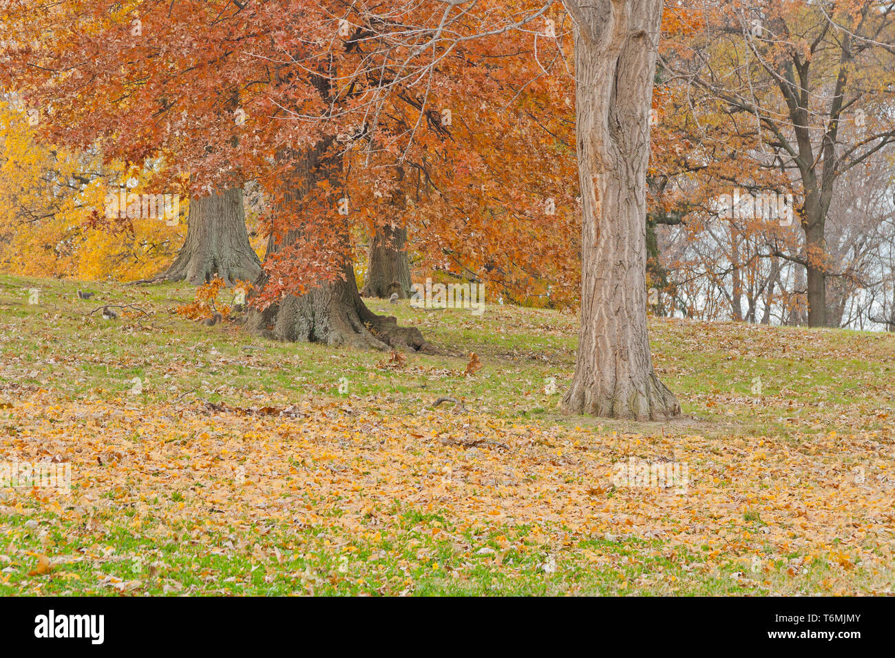 Squirrels scurry about gathering acorns from oak trees on an autumn afternoon at St. Louis Forest Park, among scattered golden leaves of a ginkgo. Stock Photo