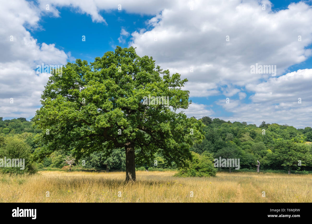 Large tree in Banstead woods Stock Photo Alamy