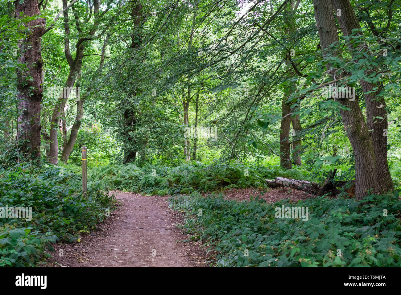 Path through Banstead woods Stock Photo Alamy