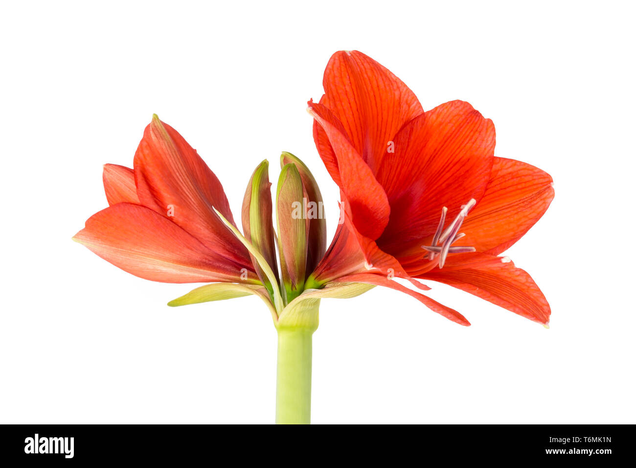 Blooming Amaryllis over a white background Stock Photo