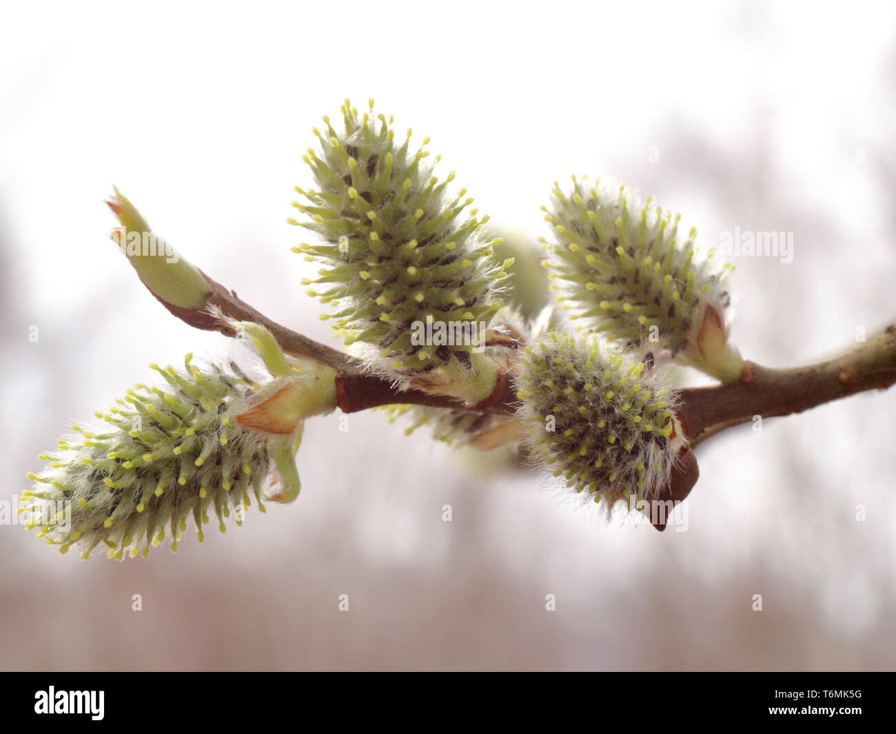 Salix alba. Salix acutifolia. Photo of inflorescence of willow in a cloudy spring day. Can be used for calendars or greeting cards. Good for designers Stock Photo