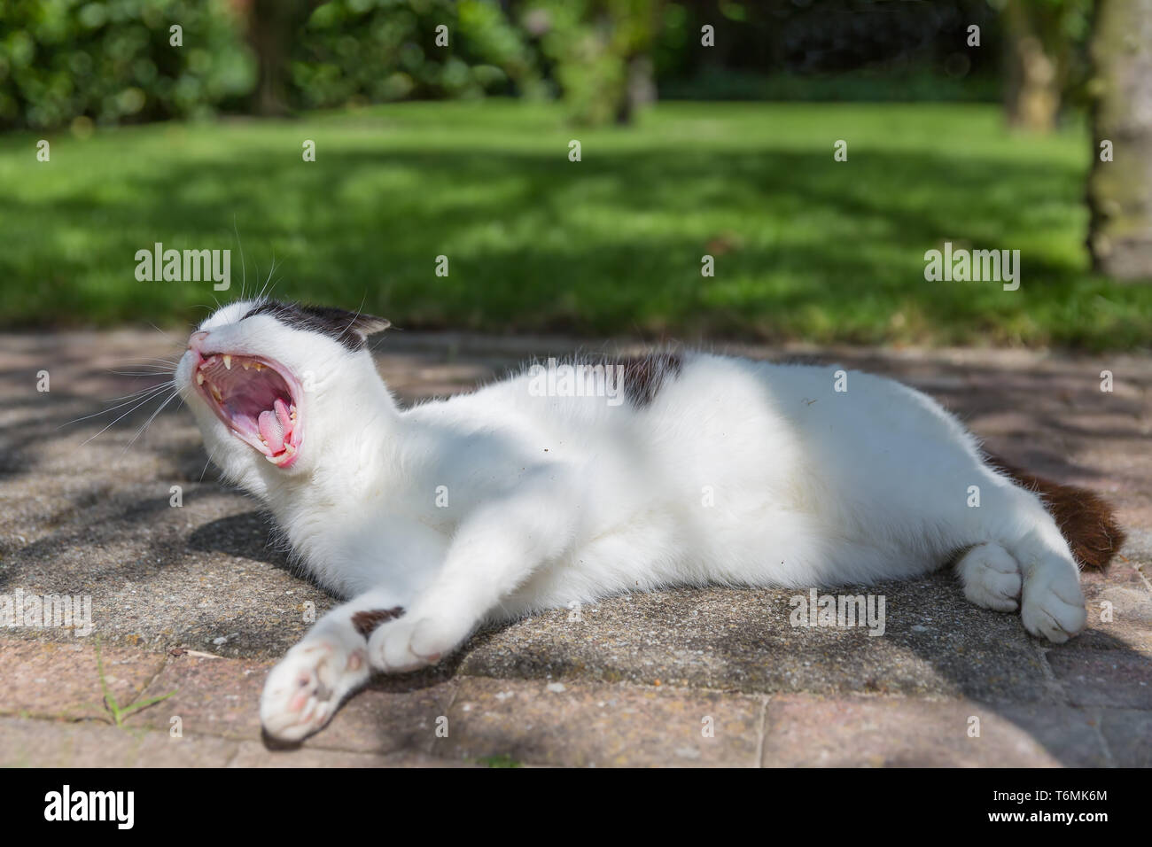 Black and white cat sleeping in a garden Stock Photo - Alamy