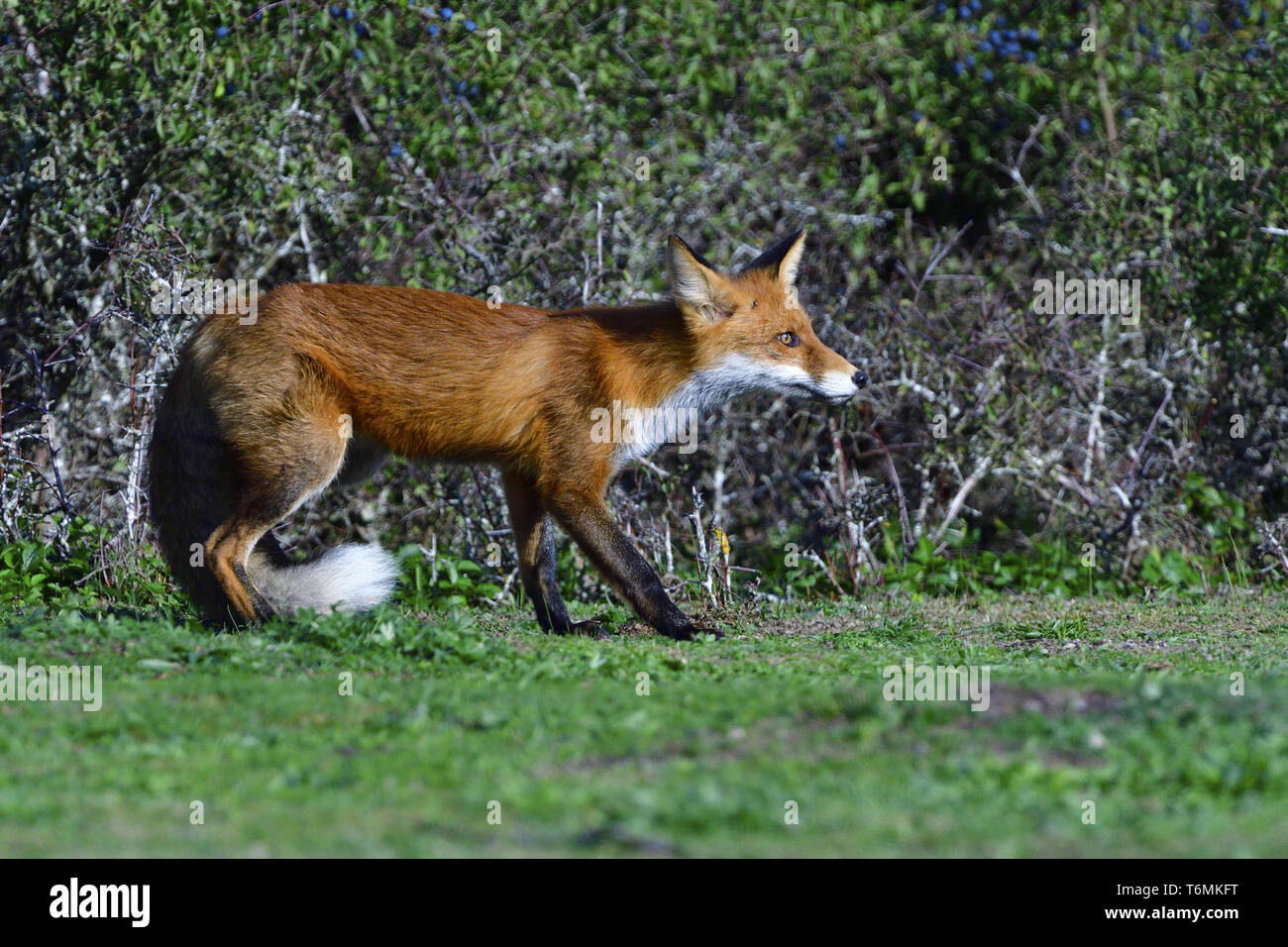 European Red Fox, Germany Stock Photo