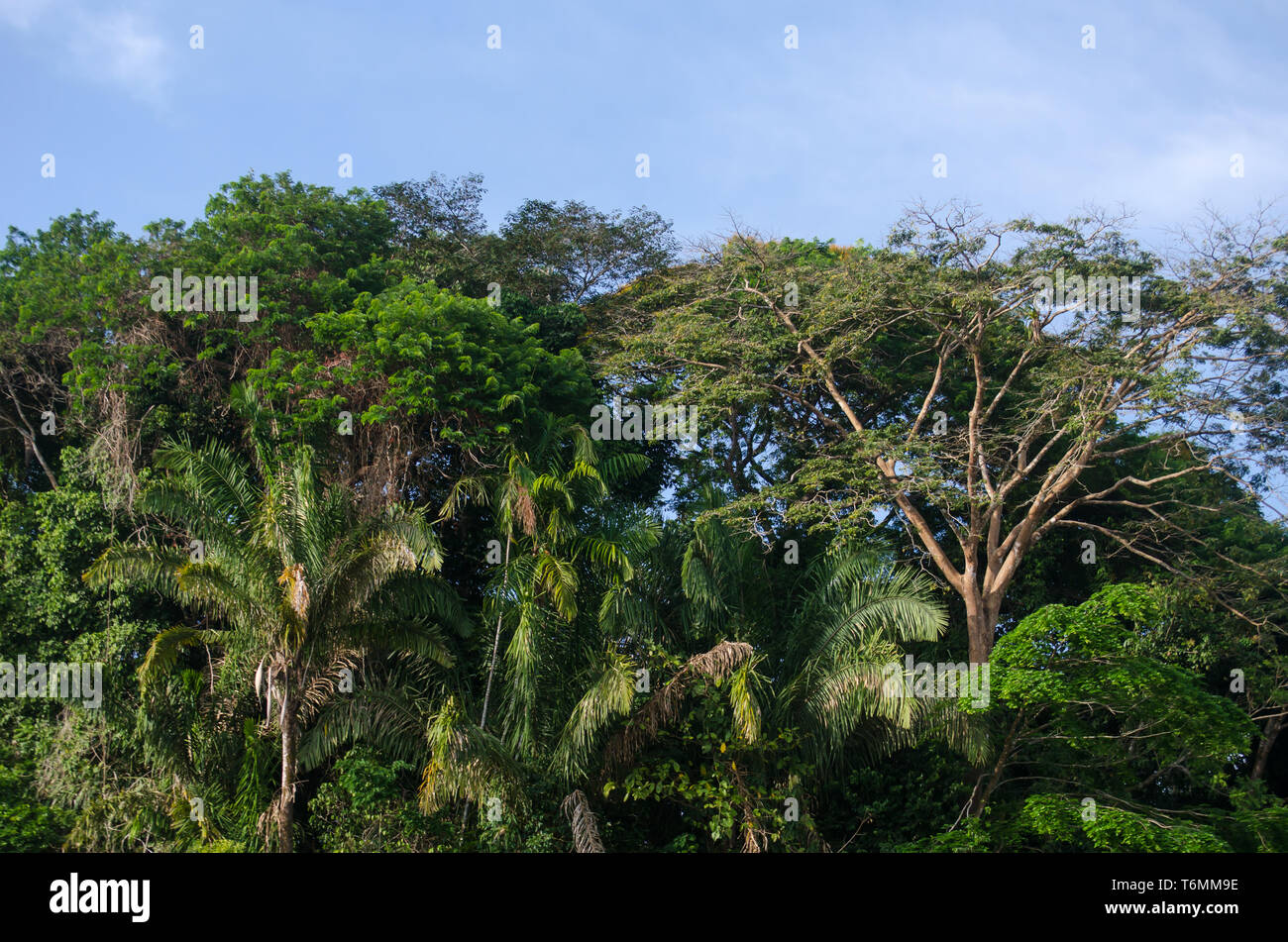 Chagres River National Park forest trees Stock Photo
