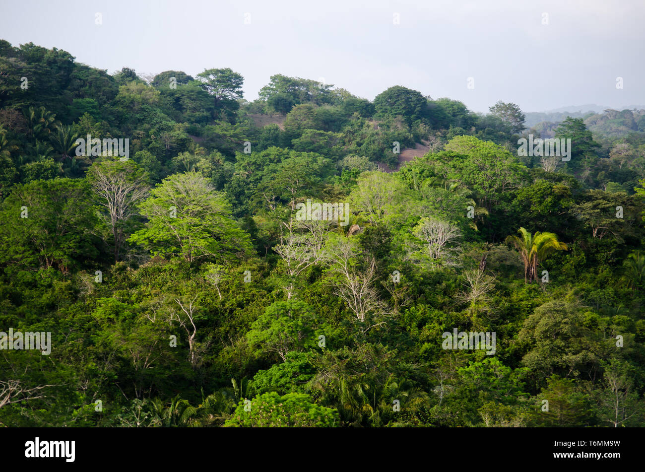 Tropical forest Stock Photo