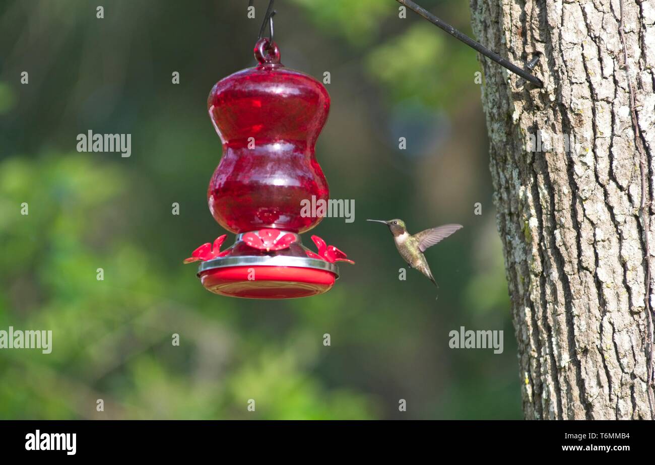 Hummingbird in flight Stock Photo
