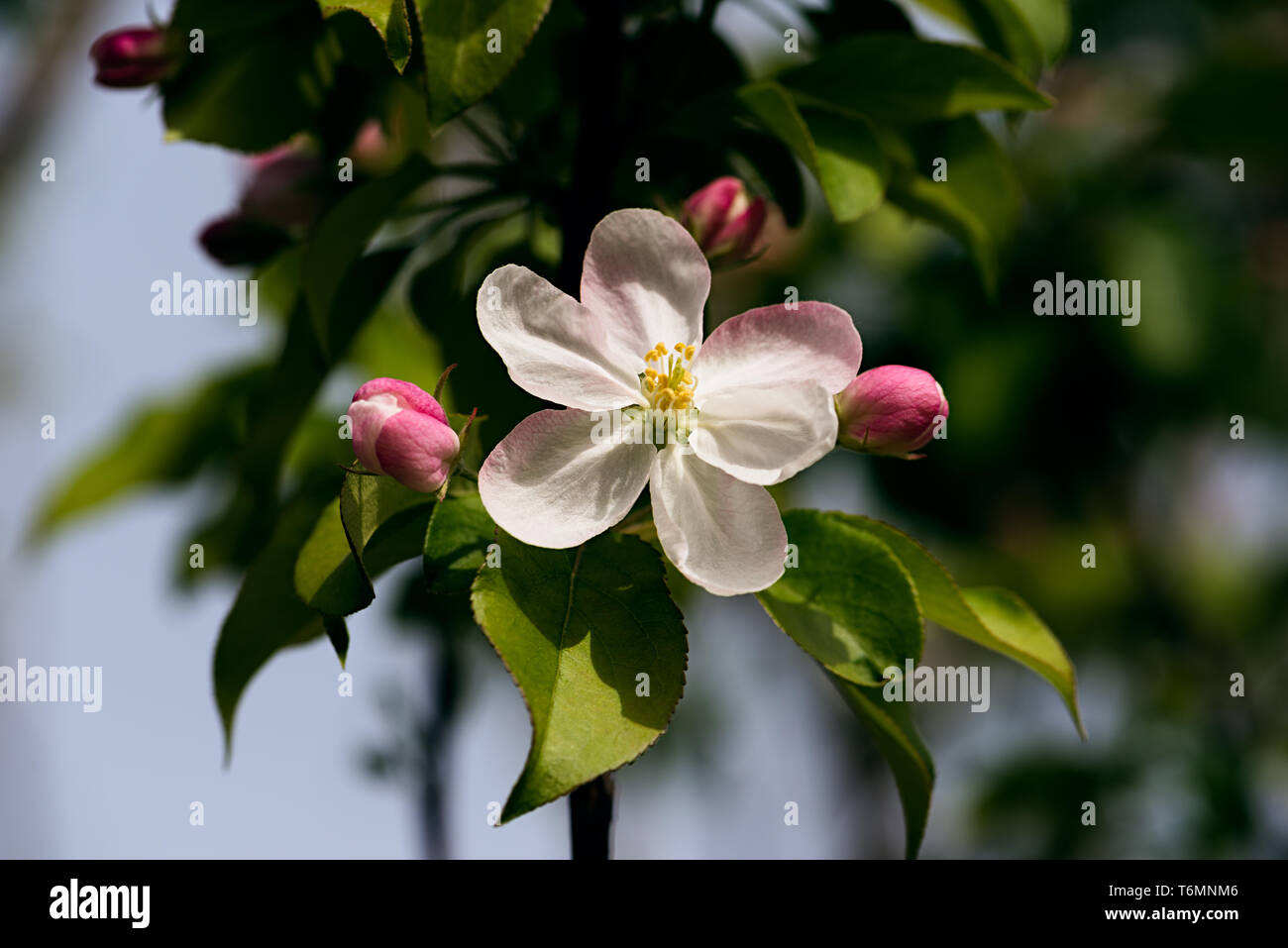 Blooming Chinese flowering crabapple Stock Photo Alamy