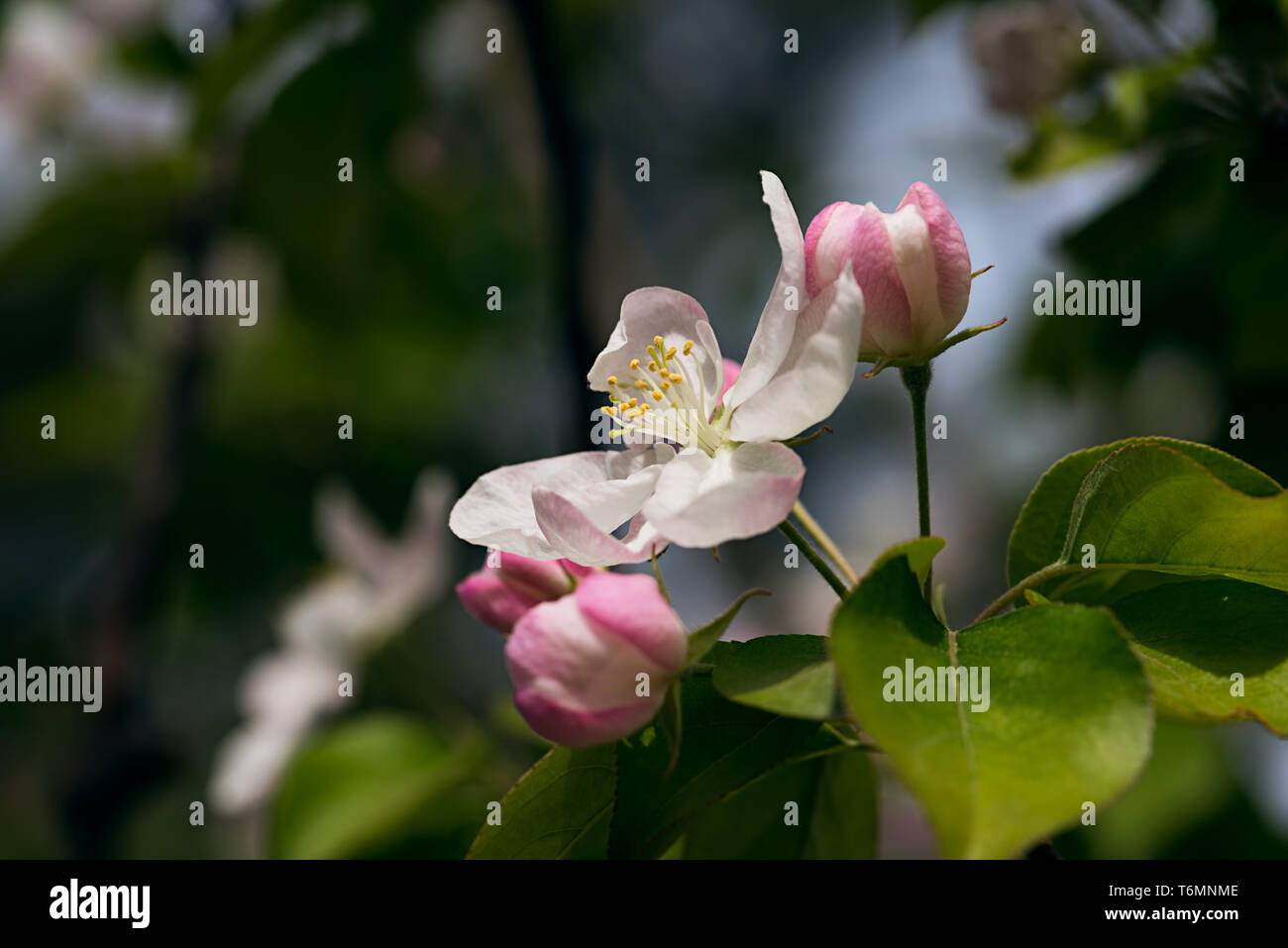 Blooming Chinese flowering crab-apple Stock Photo