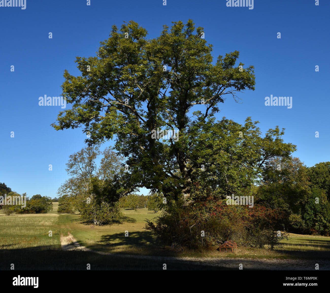 My Image 12