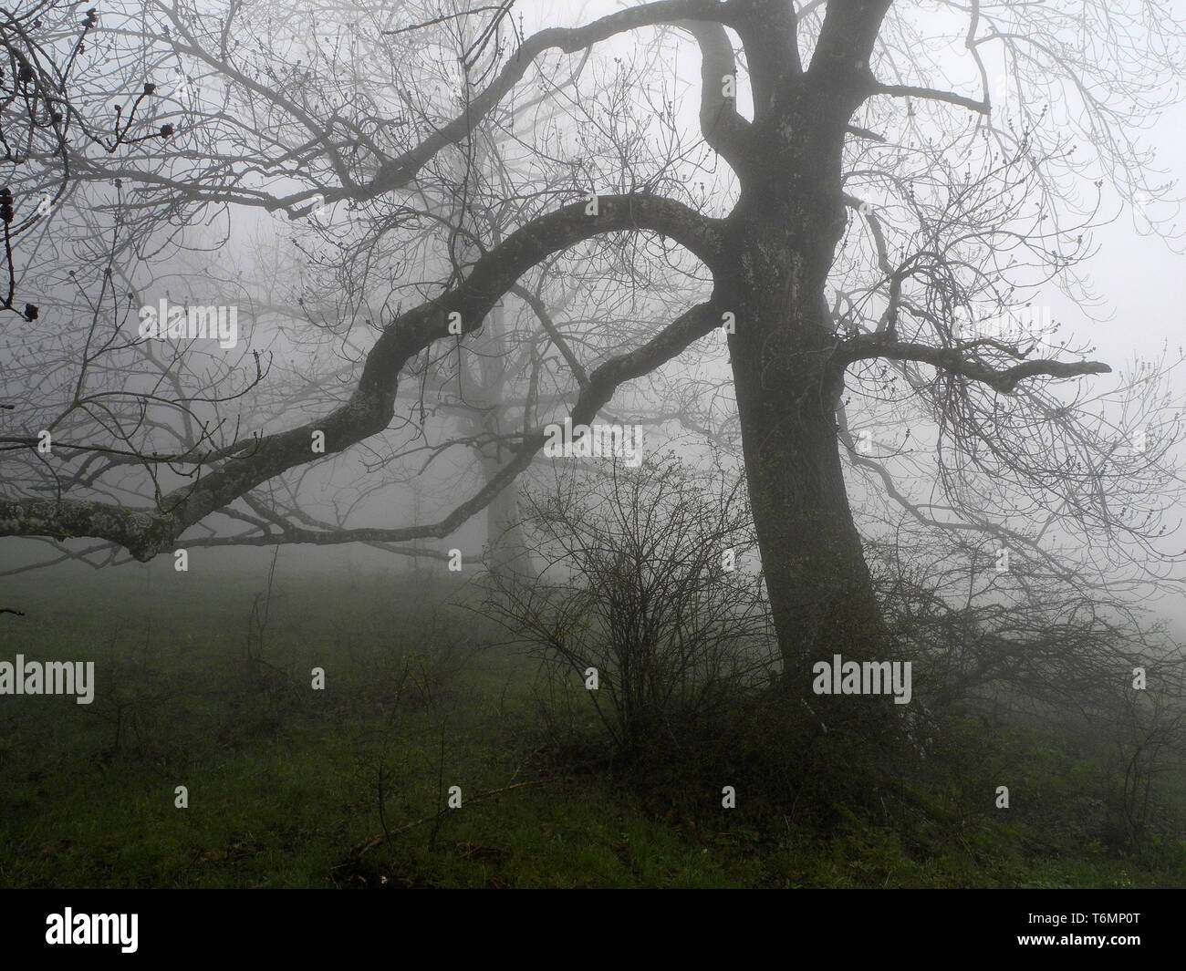 ash tree in fog, foggy, fog mood Stock Photo