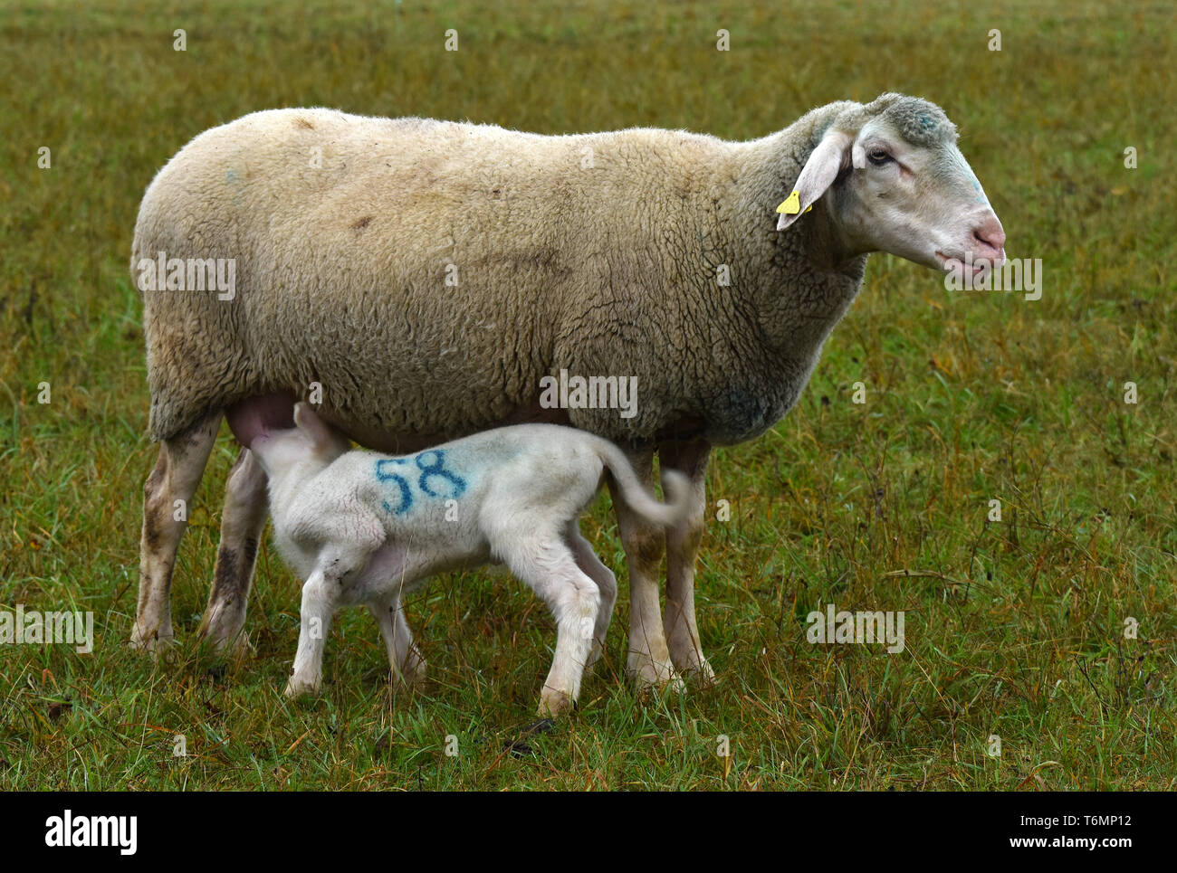 Sheep with lamb, suckle, lactate, breastfeed, Stock Photo