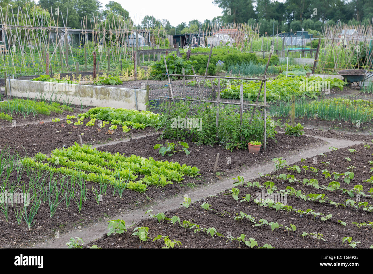 Allotment garden in spring with potatoes and onions Stock Photo Alamy