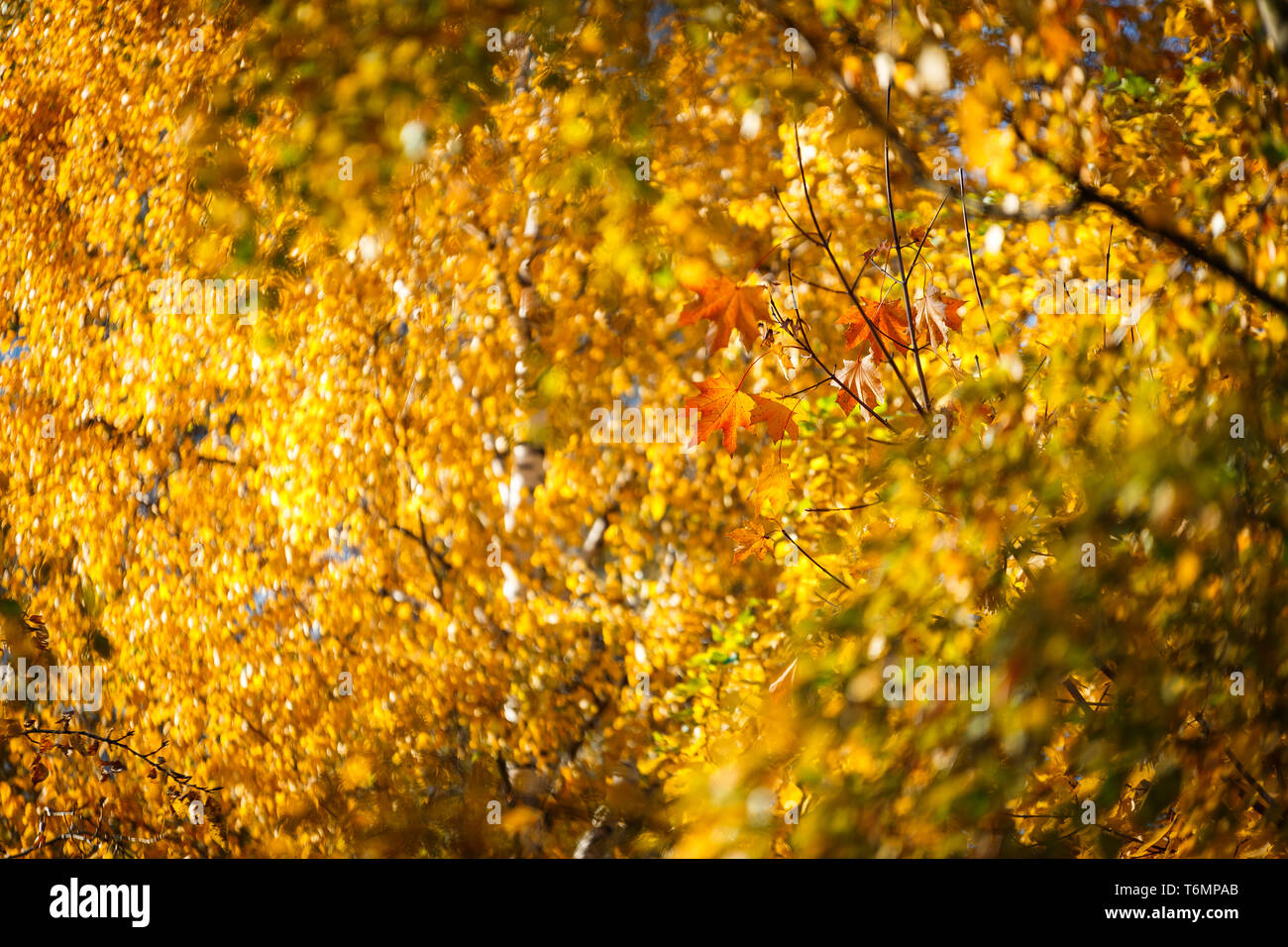 Autumn birch leaves hi-res stock photography and images - Alamy