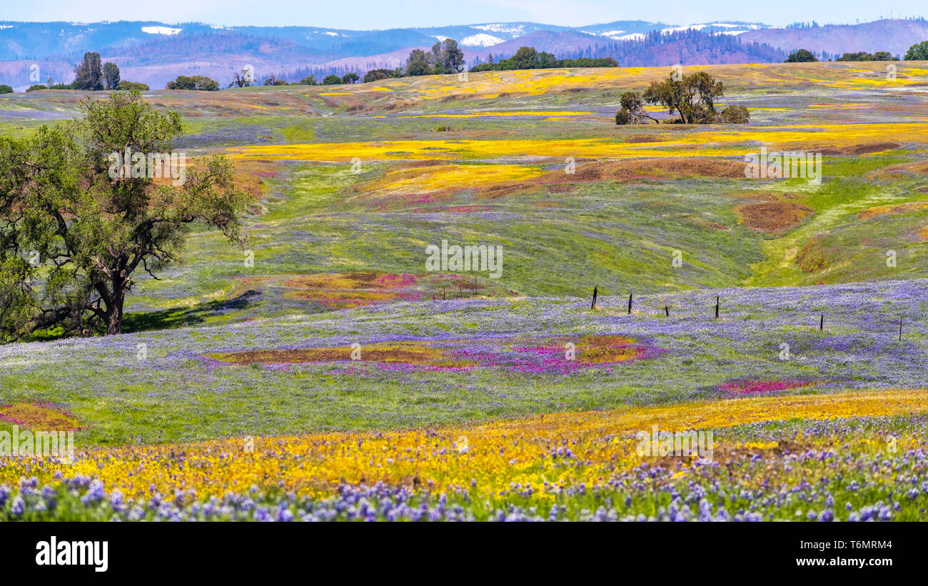 Wildflowers Blooming On The Rocky Soil Of North Table Mountain Ecological Reserve