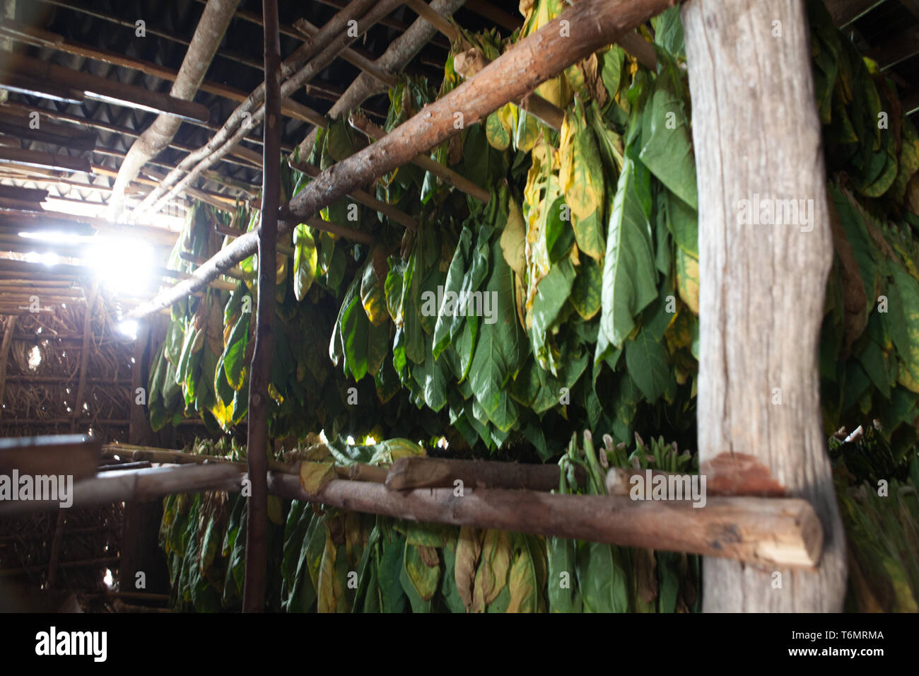 Tobacco leaves aging process, Cuba, vega de tobacco plantation in Camajuaní Villa Clara Stock Photo