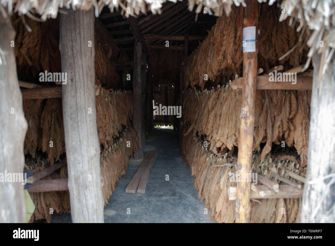 aging tobacco leaves Tobacco leaves aging process, Cuba, vega de tobacco plantation in Camajuaní  Villa Clara Stock Photo