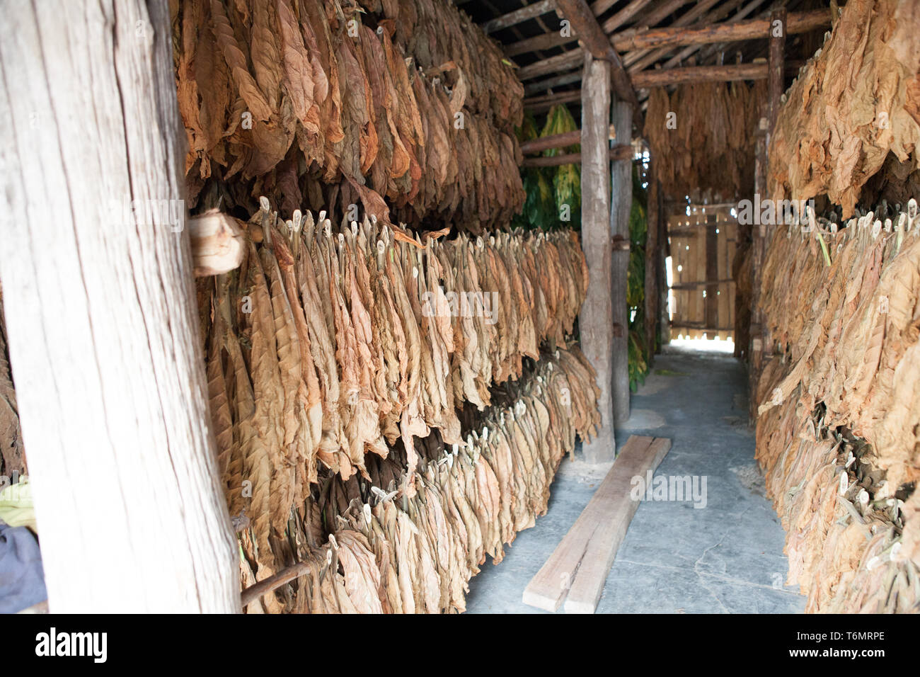 Tobacco leaves aging process, Cuba, vega de tobacco plantation in Camajuaní  Villa Clara Stock Photo