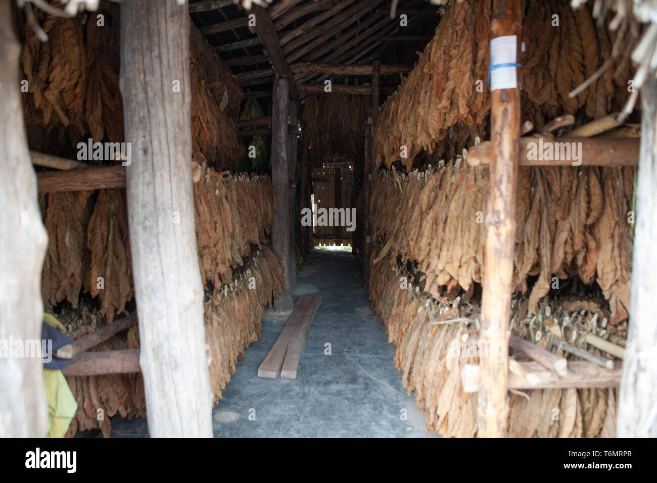 tobacco aging process Tobacco leaves aging process, Cuba, vega de tobacco plantation in Camajuaní  Villa Clara, Cigar Leave Stock Photo