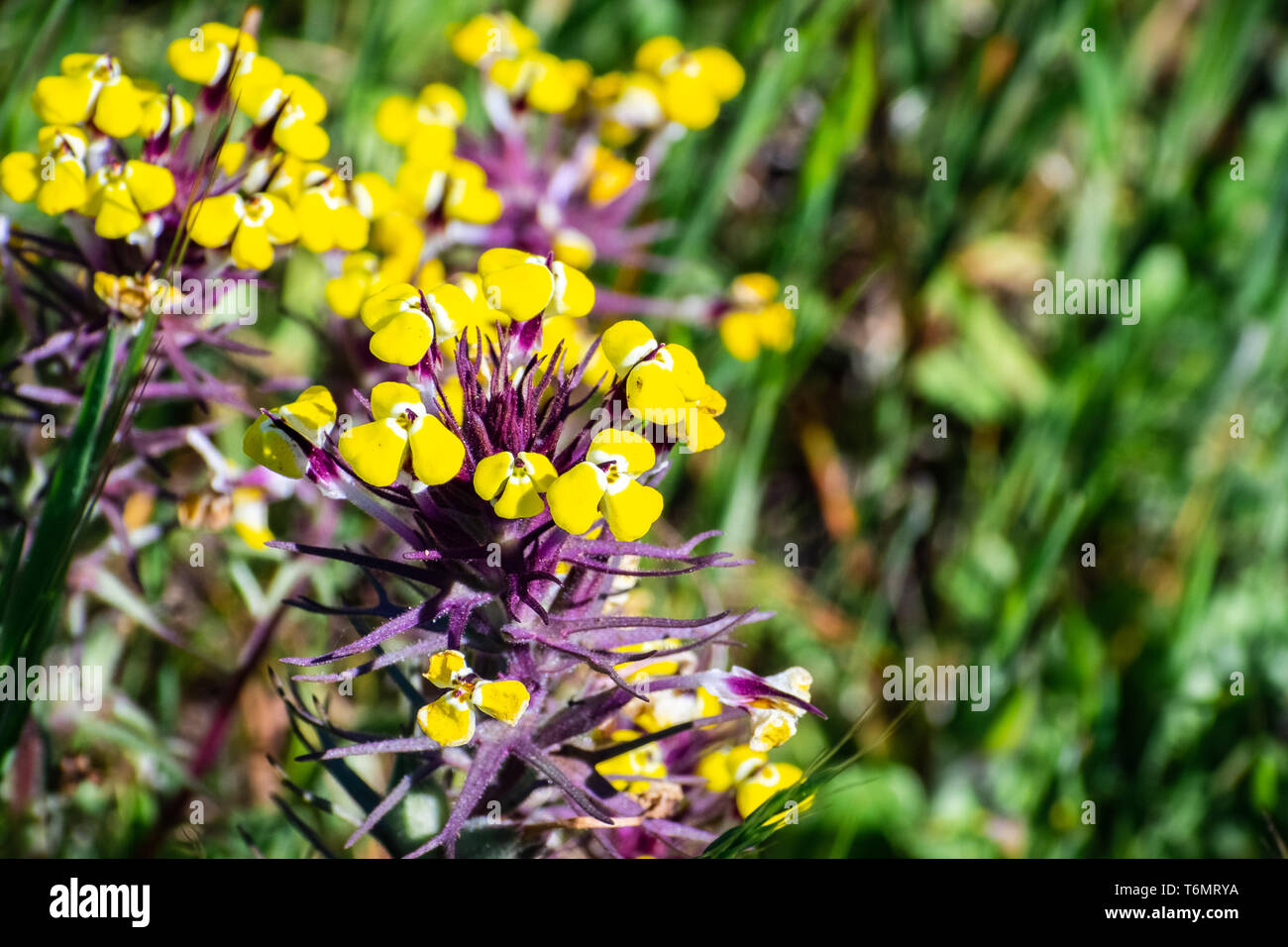 Close up of Butter'n'eggs (Triphysaria eriantha) wildflowers, California Stock Photo