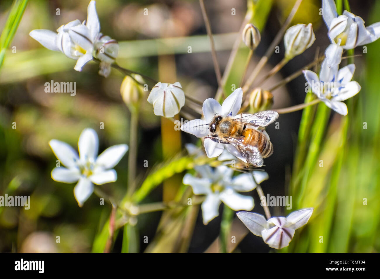 Close up of honey bee pollinating a lilac pretty face (Triteleia lilacina) wildflower, North Table Ecological Reserve, Oroville, California Stock Photo