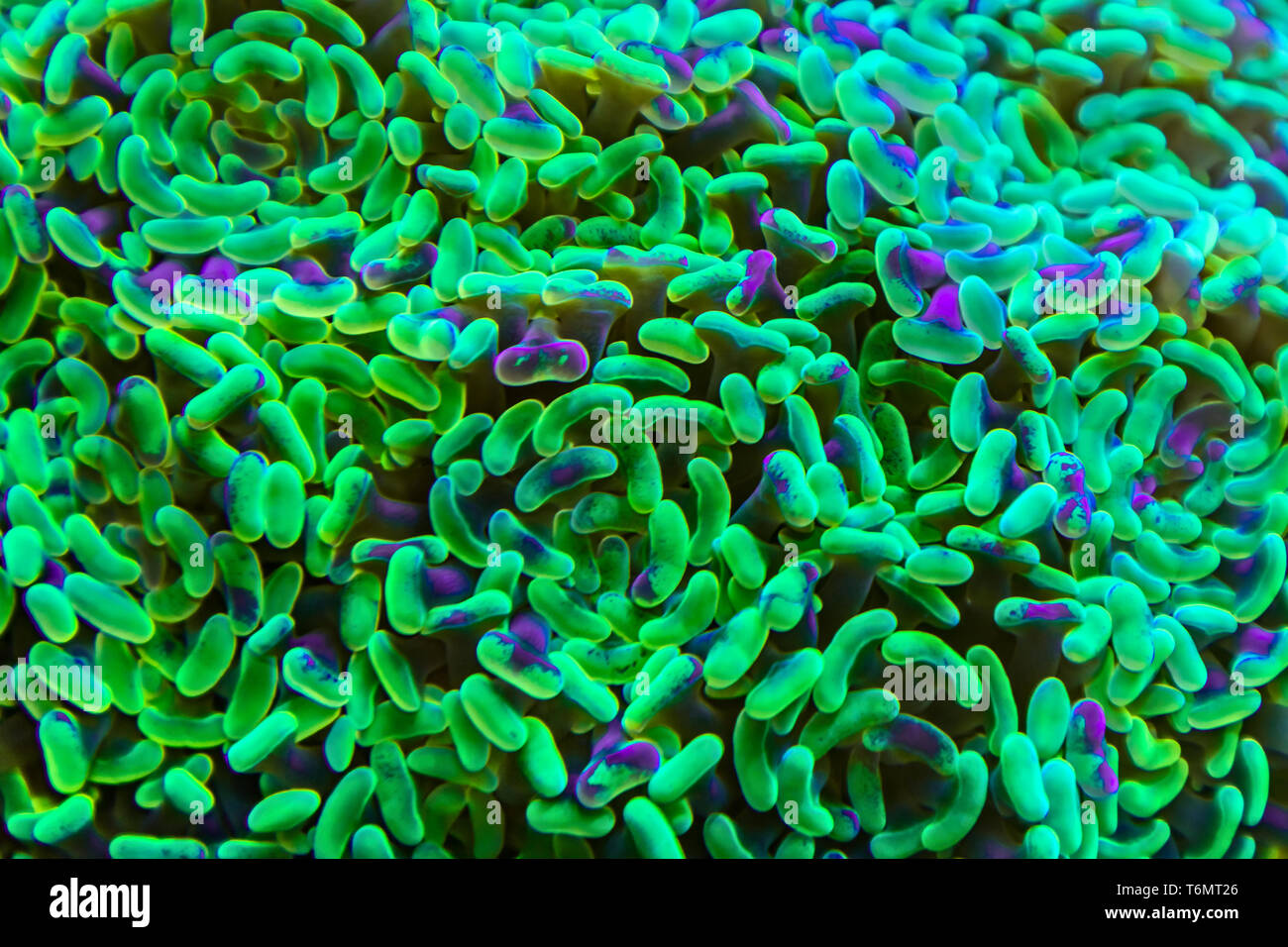 Glowing green coral Stock Photo